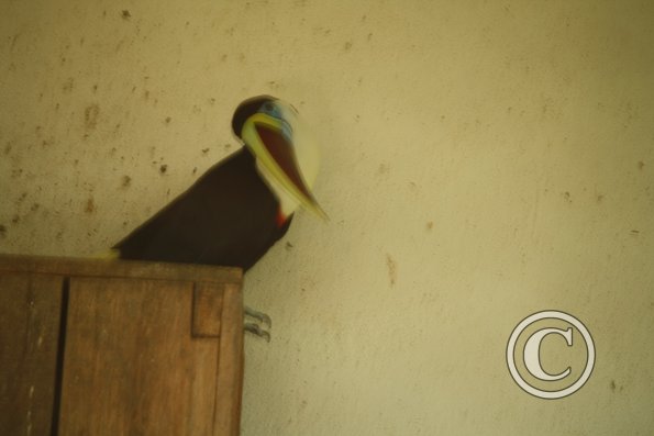 210_17288699394_o
