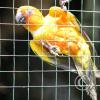 img_0939_17873299166_o