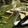 img_0947_17896927392_o