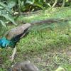 img_0968_17900980451_o