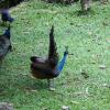 img_1003_17715904699_o