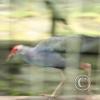 img_1061_17721807628_o