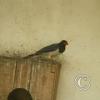 img_1145_17908451852_o