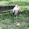 img_1196_17292288363_o