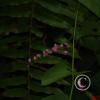 img_1231_17913672635_o