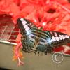 img_1241_17727599439_o