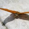 img_1250_17914149795_o