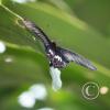img_1251_17726316578_o