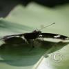 img_1286_17915100335_o