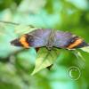 img_1318_17295292943_o