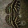 img_1355_17749988348_o