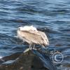 img_2455_17510050879_o