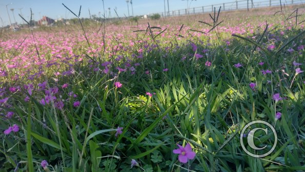 IMG_20230513_105202545_HDR