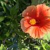 flower (2)