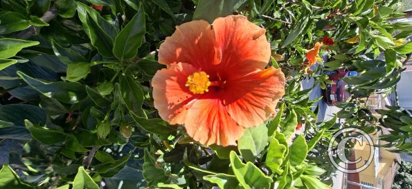 flower (2)