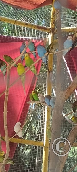 Parque Los Ángeles aviary, Calle San Gabriel y Calle Los Zafiros