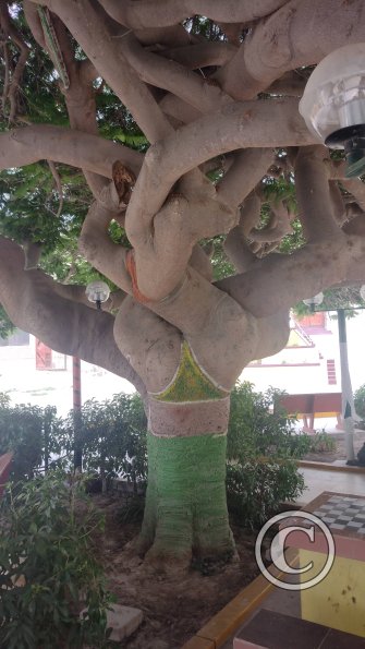 Plaza de Atico Capital, the panty tree (2)