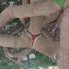 Plaza de Atico Capital, the panty tree (3)