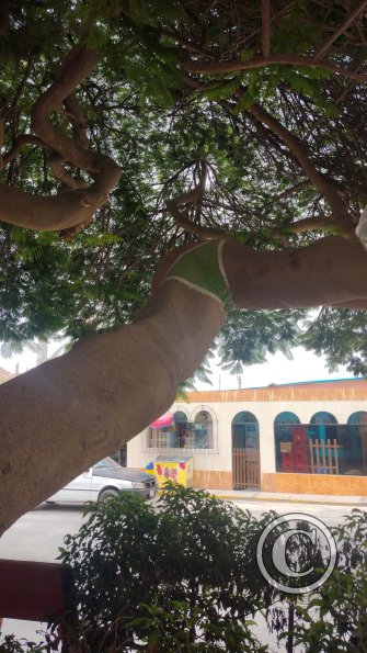 Plaza de Atico Capital, the panty tree (5)