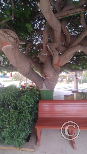 Plaza de Atico Capital, the panty tree (6)