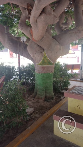 Plaza de Atico Capital, the panty tree