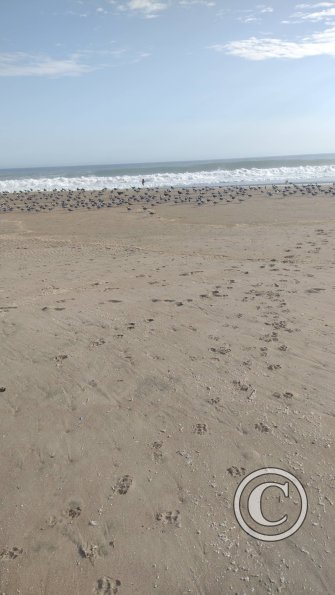 The beach (4)