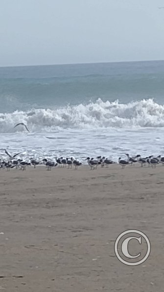 The beach (5)