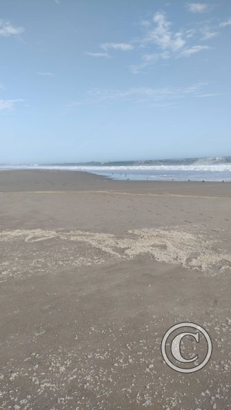 The beach (6)