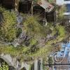 Greenspace in road Jiron Jose Santos Chocano at Jiron Gonzales Prada (3)