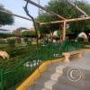 Plaza de Armas (5)