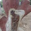 Tree carving on Av. Ezequiel Gonzales Caceda near Carretera Panamericana (2)