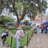 Plaza San Francisco (2)