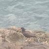 Malecon Costanera bird near Calle Las Rocas