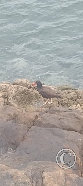 Malecon Costanera bird near Calle Las Rocas