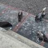 Sea birds at the Malecon near the Muelle de Ilo
