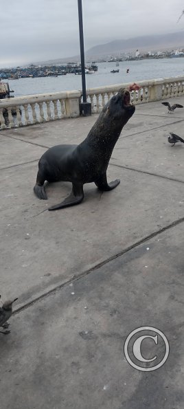 Sea lion at the Malecon near the Muelle de Ilo (2)
