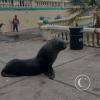 Sea lion at the Malecon near the Muelle de Ilo (4)