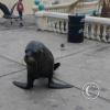 Sea lion at the Malecon near the Muelle de Ilo (5)