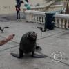 Sea lion at the Malecon near the Muelle de Ilo (6)