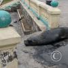 Sea lion at the Malecon near the Muelle de Ilo