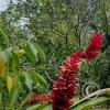 Fundo San José Parque Ecológico (8)