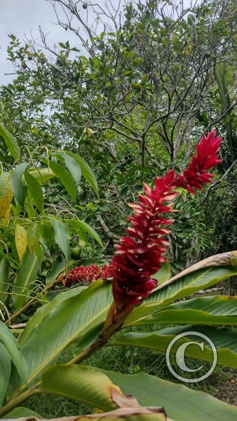 Fundo San José Parque Ecológico (8)