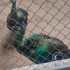 Zoologico Gallita De Las Rocas at Av. Castilla near Malecon 28 de Junio (100)