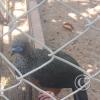 Zoologico Gallita De Las Rocas at Av. Castilla near Malecon 28 de Junio (104)