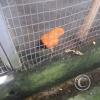 Zoologico Gallita De Las Rocas at Av. Castilla near Malecon 28 de Junio (14)