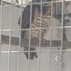 Zoologico Gallita De Las Rocas at Av. Castilla near Malecon 28 de Junio (43)