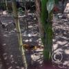 Zoologico Gallita De Las Rocas at Av. Castilla near Malecon 28 de Junio (57)