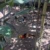 Zoologico Gallita De Las Rocas at Av. Castilla near Malecon 28 de Junio (58)