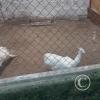 Zoologico Gallita De Las Rocas at Av. Castilla near Malecon 28 de Junio (83)