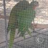 Zoologico Gallita De Las Rocas at Av. Castilla near Malecon 28 de Junio (85)